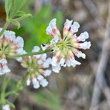 Foto Kelch Dorycnium herbaceum