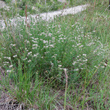 Habitusfoto Dorycnium herbaceum