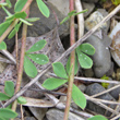 Bl&auml;tterfoto Dorycnium herbaceum