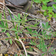 St&auml;ngel-/Stammfoto Dorycnium herbaceum