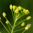 Portraitfoto Draba nemorosa