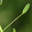 Fruchtfoto Draba nemorosa