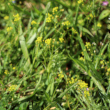 Habitusfoto Draba nemorosa