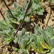 Foto von Besonderheit Draba siliquosa