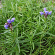 Habitusfoto Dracocephalum ruyschiana