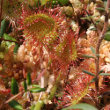 Blätterfoto Drosera rotundifolia