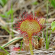 Foto von Besonderheit Drosera rotundifolia