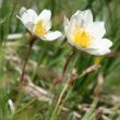 Stängel-/Stammfoto Dryas octopetala