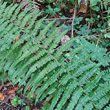 Blätterfoto Dryopteris affinis