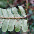 Stängel-/Stammfoto Dryopteris affinis