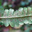 Blütenfoto Dryopteris affinis