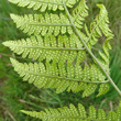 Blütenfoto Dryopteris carthusiana