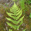 Blätterfoto Dryopteris carthusiana