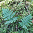 Habitusfoto Dryopteris dilatata