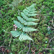 Blätterfoto Dryopteris dilatata