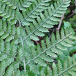 Foto von Besonderheit Dryopteris dilatata