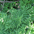 Habitusfoto Dryopteris expansa