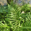 Blätterfoto Dryopteris filix-mas