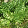 Habitusfoto Dryopteris filix-mas