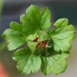 Foto von Besonderheit Duchesnea indica