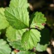 Blätterfoto Duchesnea indica