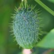 Fruchtfoto Echinocystis lobata
