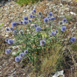 Habitusfoto Echinops ritro