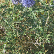 Bl&auml;tterfoto Echinops ritro