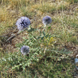 St&auml;ngel-/Stammfoto Echinops ritro
