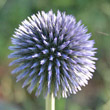 Portraitfoto Echinops sphaerocephalus