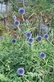 Habitusfoto Echinops sphaerocephalus