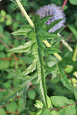 Blätterfoto Echinops sphaerocephalus