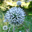 Blütenfoto Echinops sphaerocephalus