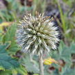 Fruchtfoto Echinops sphaerocephalus