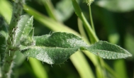 Blätterfoto Echium vulgare