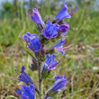 Portraitfoto Echium vulgare