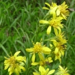 Portraitfoto Solidago virgaurea