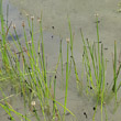 Portraitfoto Eleocharis palustris aggr.