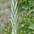 Blütenfoto Elymus athericus