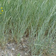 Blätterfoto Elymus athericus