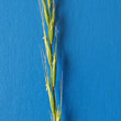 Blütenfoto Elymus caninus