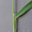 Stängel-/Stammfoto Elymus caninus