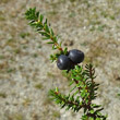 Foto von Besonderheit Empetrum nigrum ssp. hermaphroditum