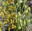 Blütenfoto Ephedra helvetica