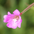 Portraitfoto Epilobium alpestre