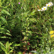 Habitusfoto Epilobium alpestre