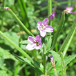 Bl&uuml;tenfoto Epilobium alpestre