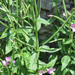 St&auml;ngel-/Stammfoto Epilobium alpestre