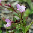 Portraitfoto Epilobium anagallidifolium