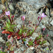 Habitusfoto Epilobium anagallidifolium